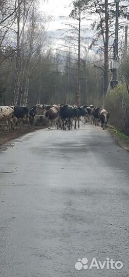 Тёлки. Нетели