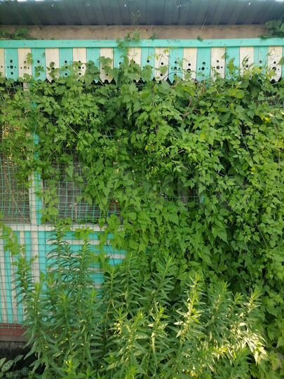 Дача 60 м² на участке 12,5 сот.