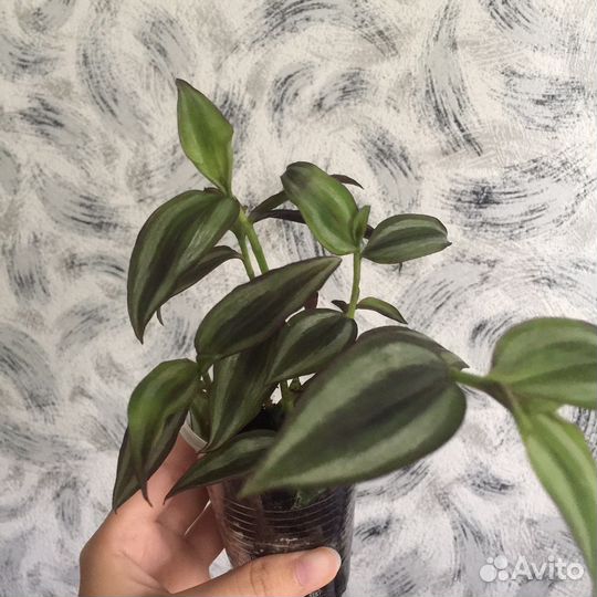 Каллизия, Традесканция