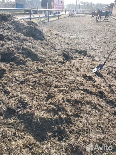 Навоз конский