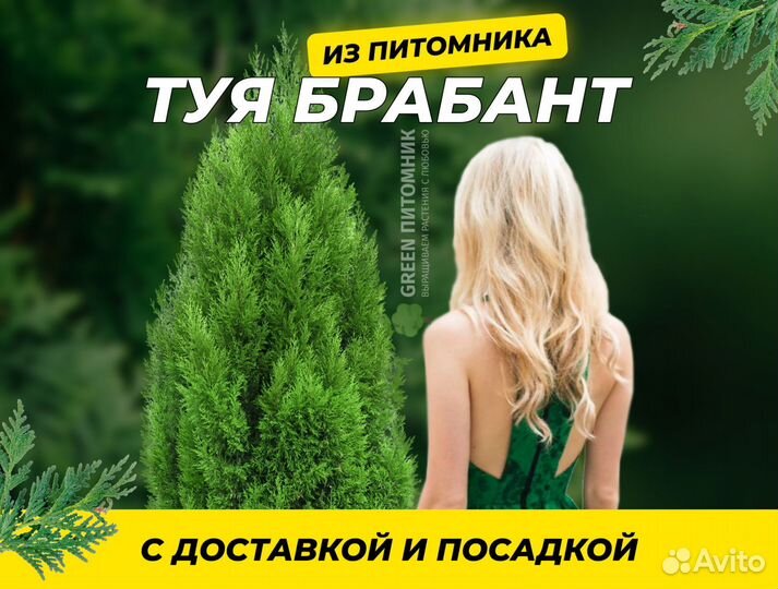 Туя Смарагд для живой изгороди 1,8 м