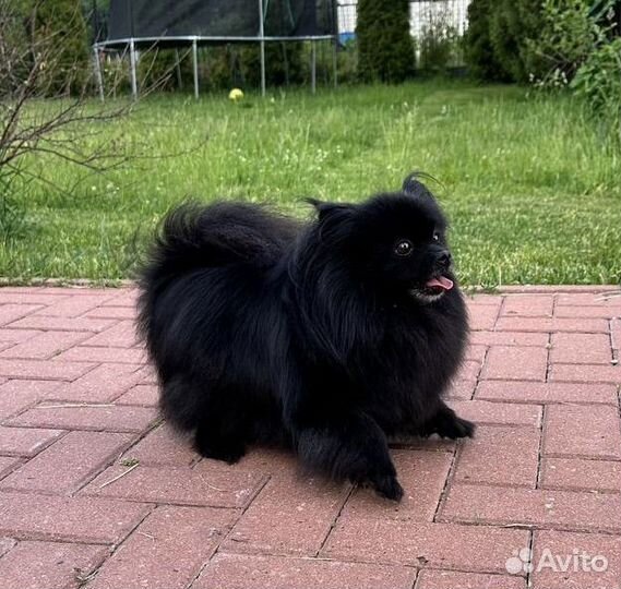 Шпиц девочка