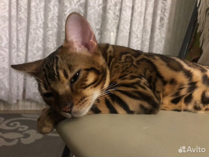 Вязка бенгальского кота
