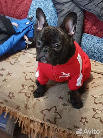 Вязка. (Развязан)