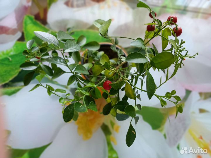 Мурайя экзотика