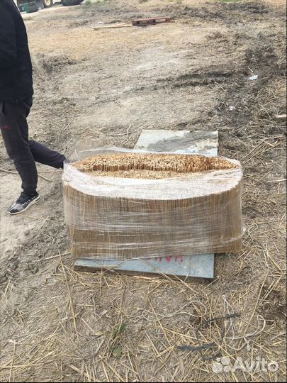 Камыш оптом с доставкой