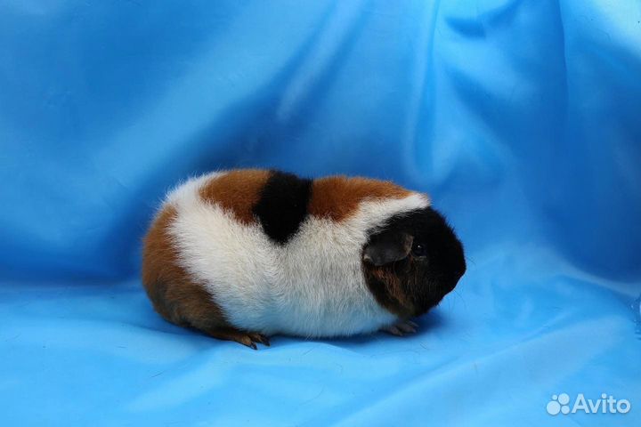 Морские свинки Американский Тедди