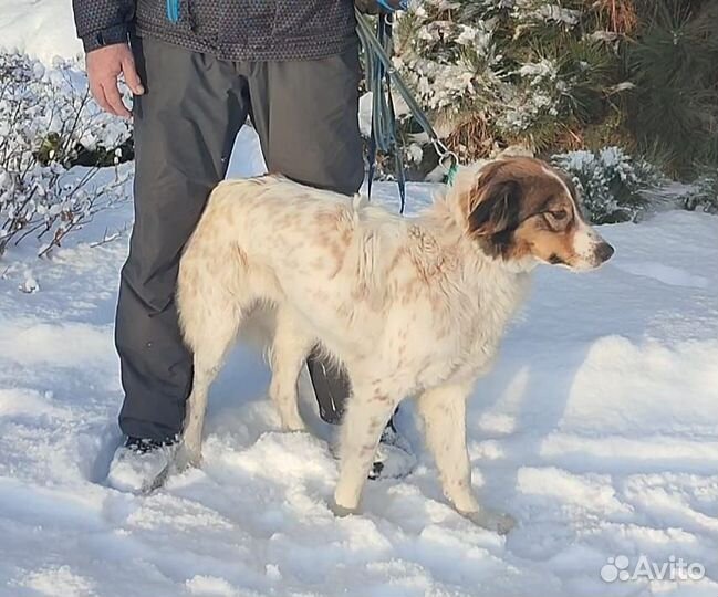 Щенок в добрые руки бесплатно собака