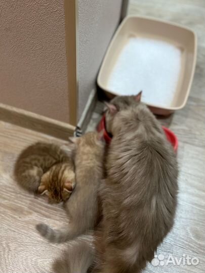 Шотландские котята