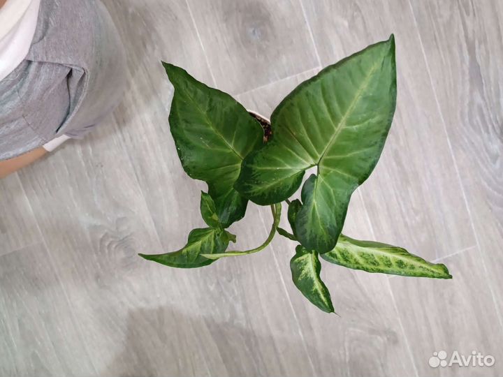 Цветы.Смотрите фото в профиле