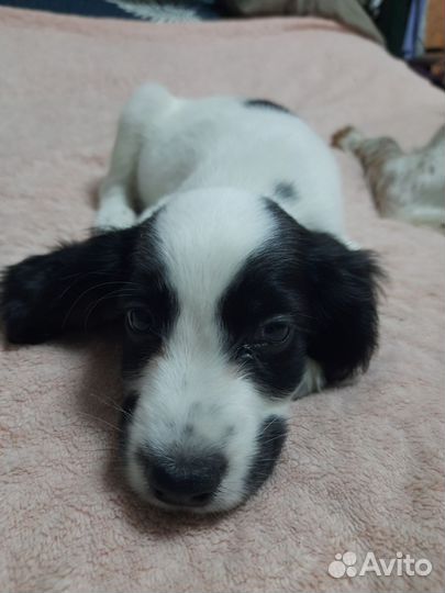 Русский спаниель мальчик