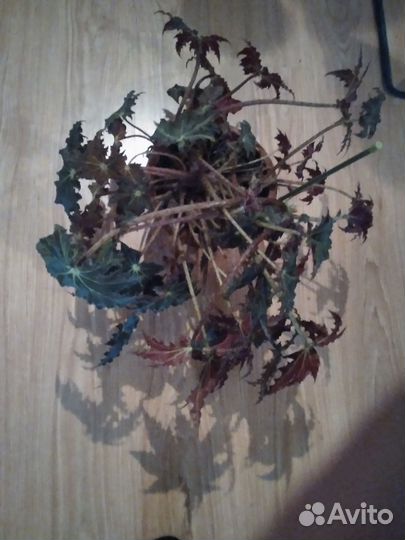 Комнатные растения бегония