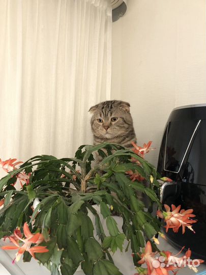 Цветок декабрист оранжевый