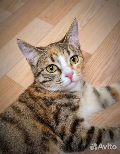 Кошка Веста