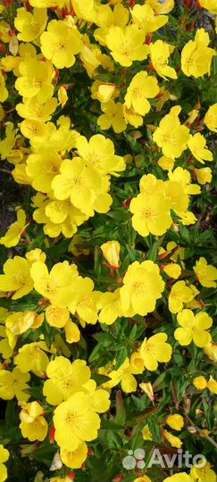 Многолетники