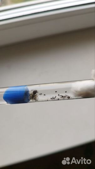 Муравьи Lasius Niger (черный садовый муравей)