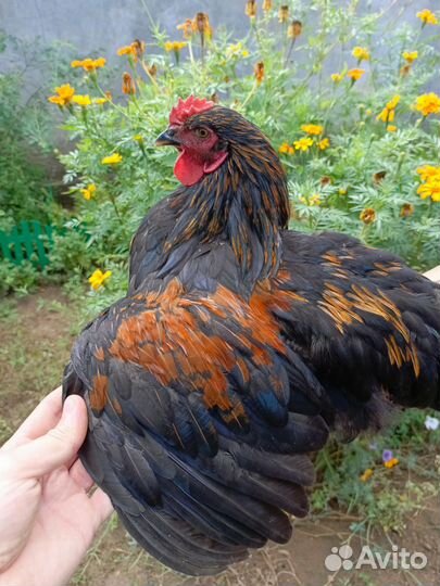 Молодой Петушок