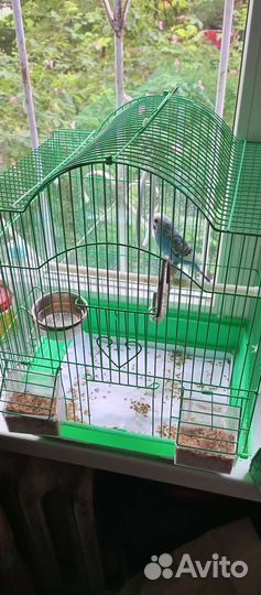 Волнистый попугай с клеткой