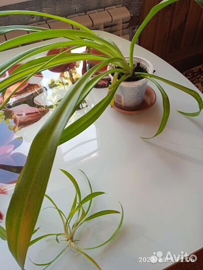 Хлорофитум