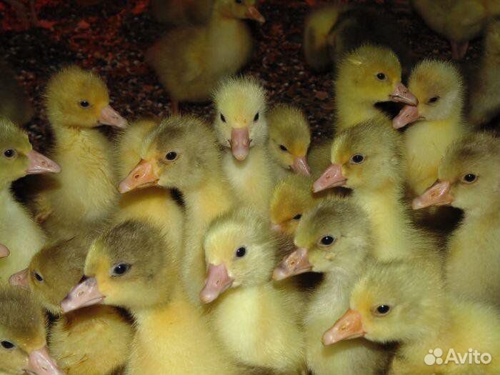 Гусята.Мулард.Утята стар53