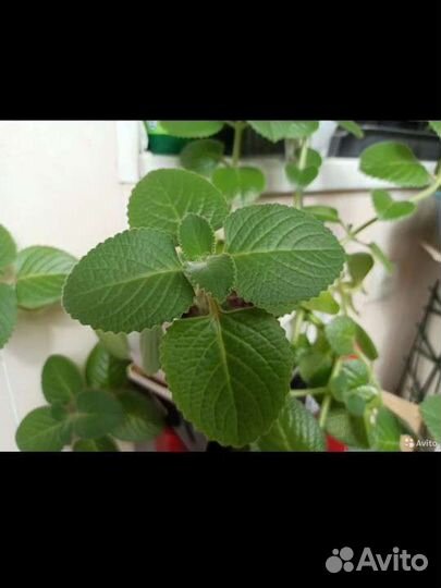 Мята комнатная (Плектpaнтус)