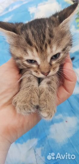 Сибирские котята