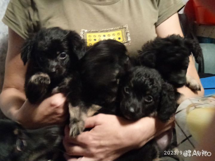 Собака в добрые руки