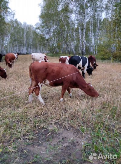 Продам телку и телочку