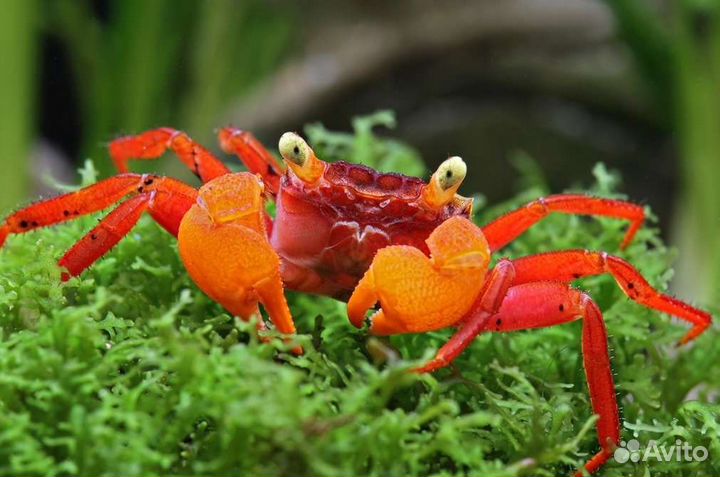 Мелкие крабики для аквариума и террариума