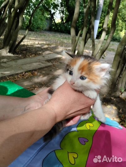 Кошка в дар