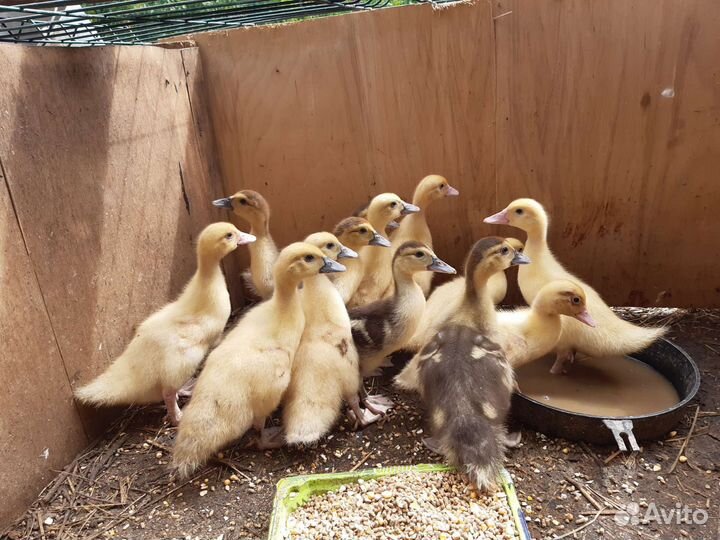 Утята мускусной утки