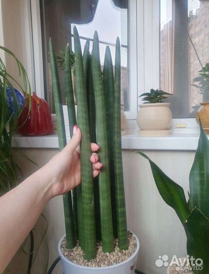 Сансевиерии Страйт и Спагетти