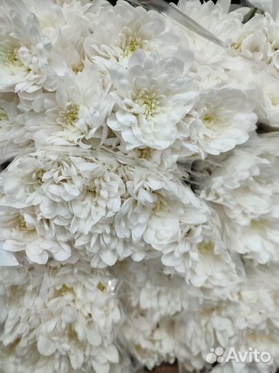 Хризантема кустовая