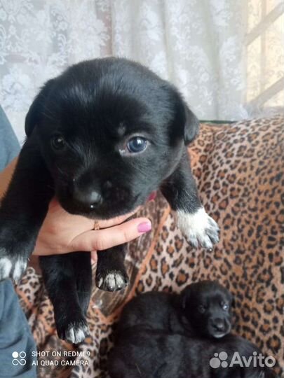 Собака в добрые руки щенок