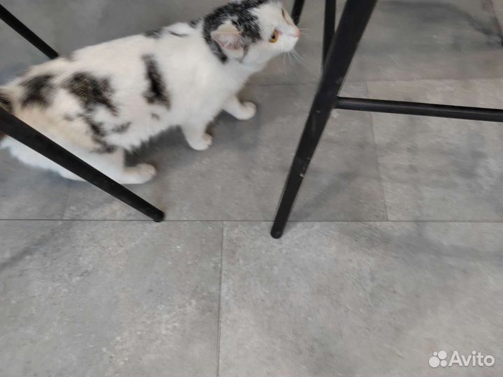 Найдена кошечка