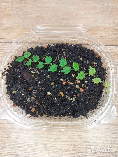 Фикусы сортовые