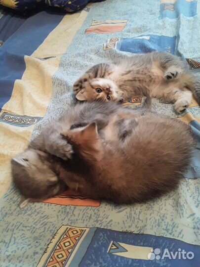 Британские котята шиншилы