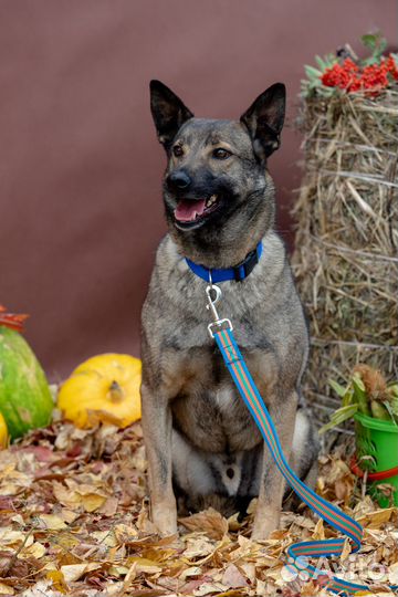 Собака Лорди