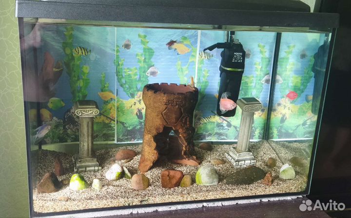 Аквариум с рыбками