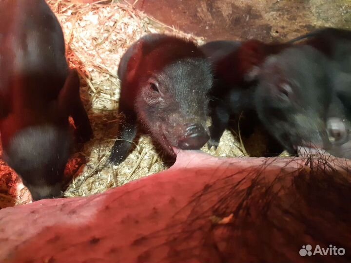 Вьетнамские поросята