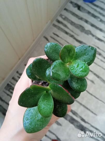 Толстянка яйцевидная (денежное дерево) с корнями