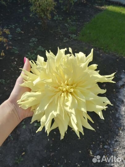 Георгины клубни