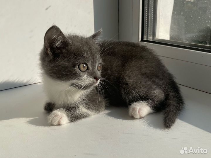 Британские котята