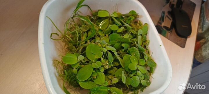 Аквариумные растения прополка