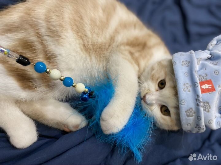 Шотландский кот вязка