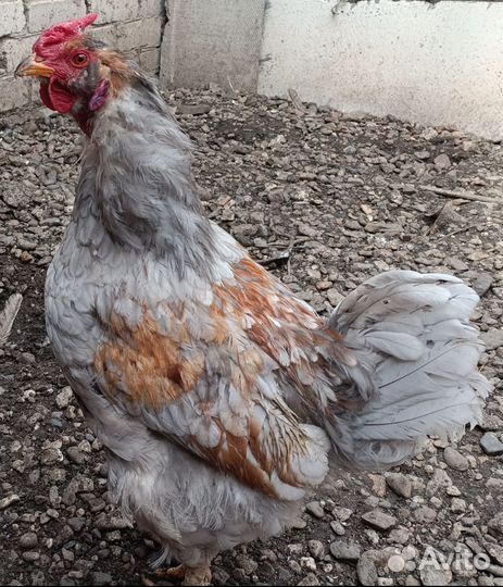 Молодые петухи