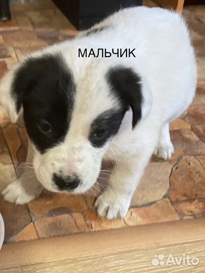 Щенки, нужа ваша помощь