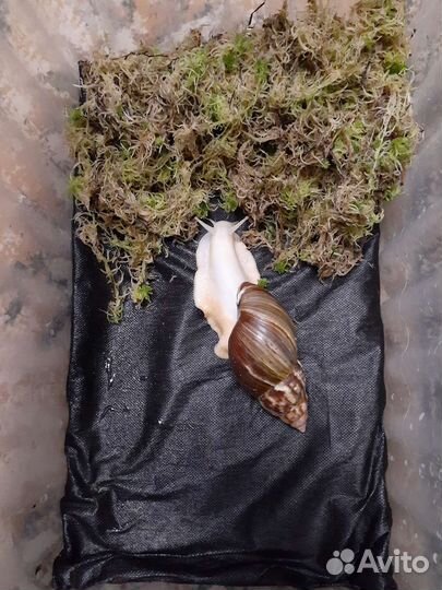 Мат(коврик) для Улиток