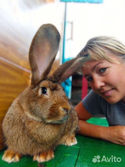 Фландр, бельгийский великан