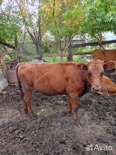 Продам тëлок